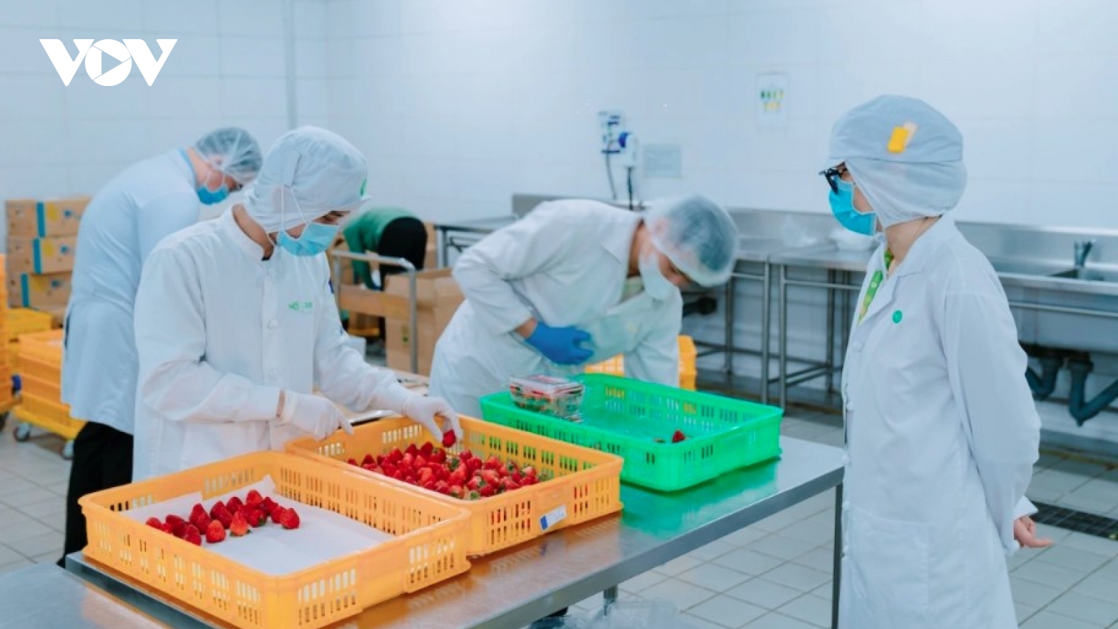 Vietnam’s strawberry exports jump 2,000-fold